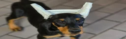 Doberman Pinscher dogs for sale: Isadora - Ad 1