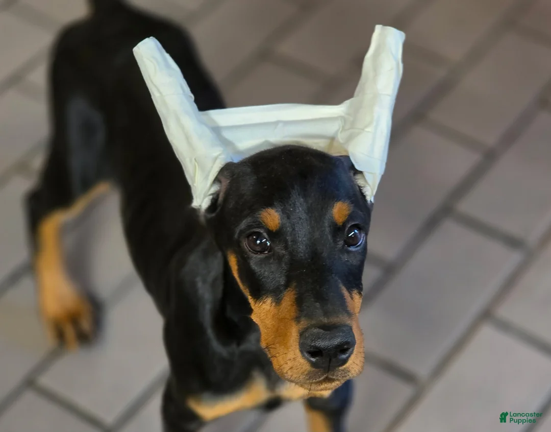 Doberman Pinscher dogs for sale: Isadora - Ad 1