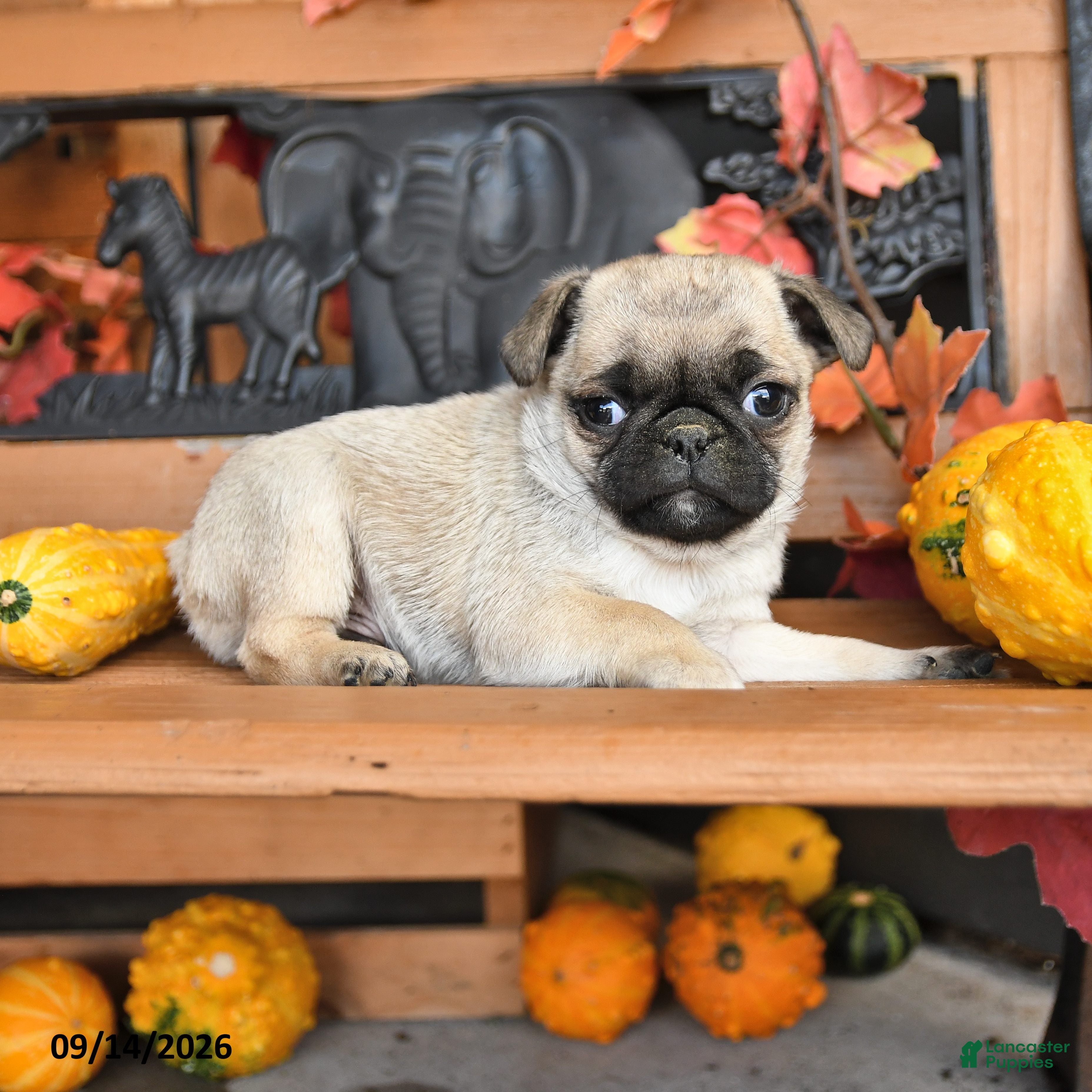 Pug dogs Billy - Ad 1