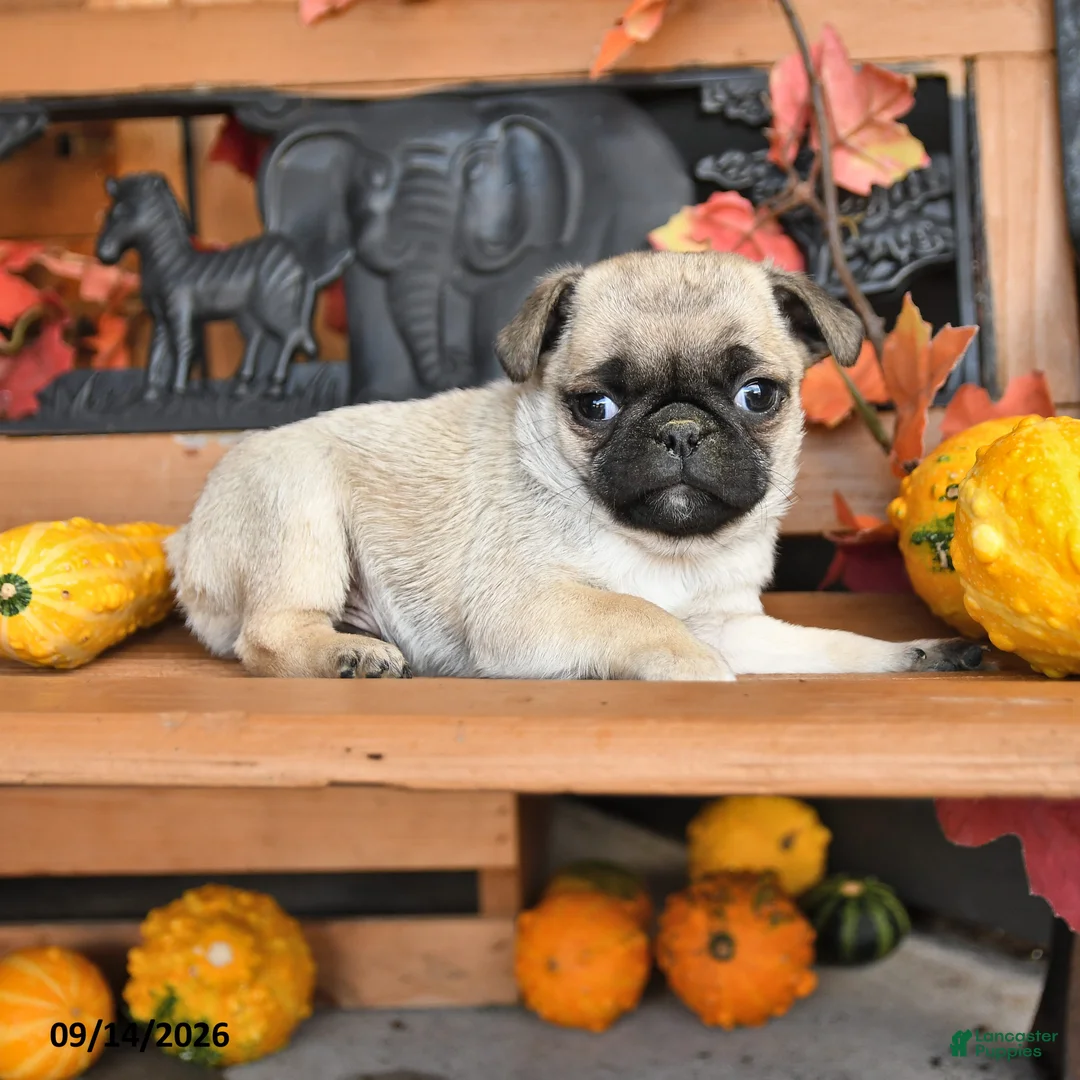 Pug dogs for sale: Billy - Ad 1