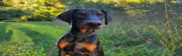 Doberman Pinscher dogs for sale: Malcolm - Ad 11