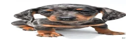 Miniature Dachshund dogs for sale: Kate  - Ad 3