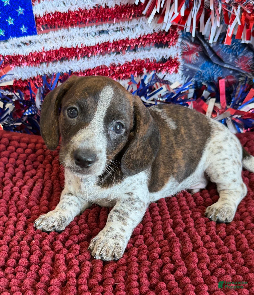 Dachshund dogs for sale: Tonka - Ad 1