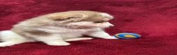 Pomsky dogs for sale: Isla - Ad 5