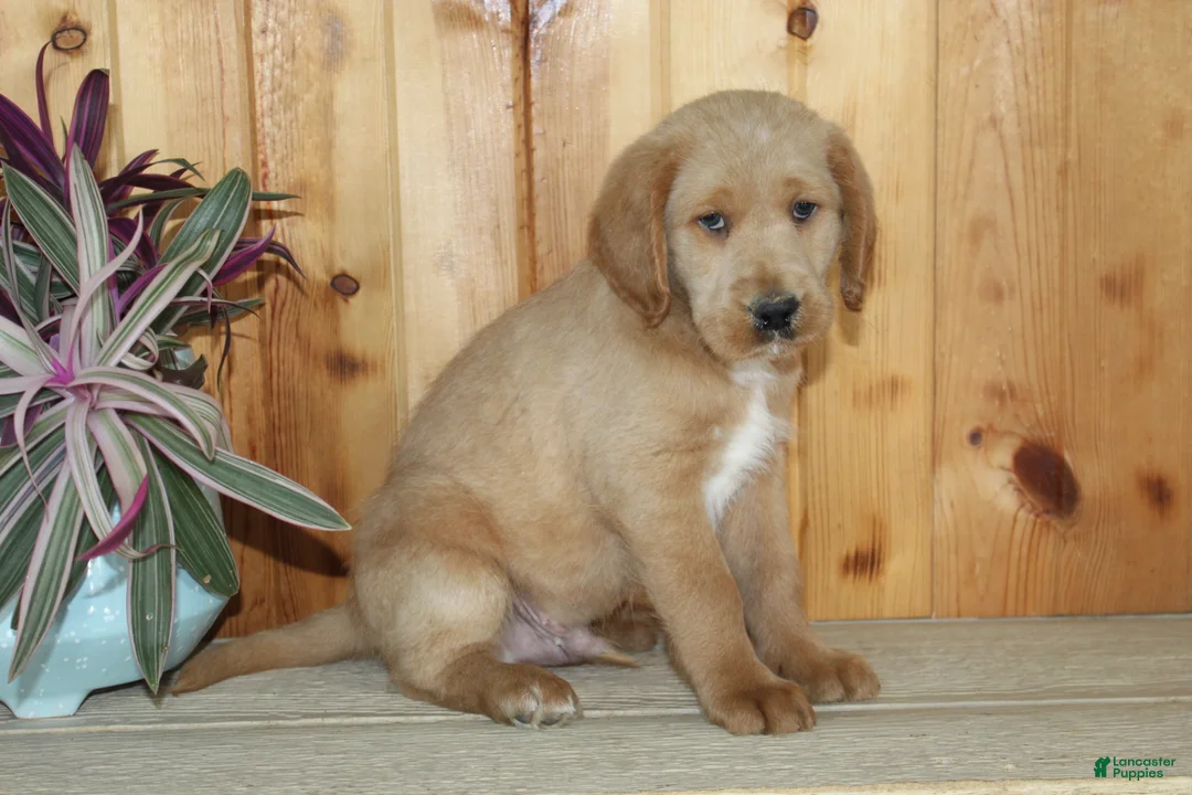 Labradoodle dogs for sale: Arlo - Ad 14
