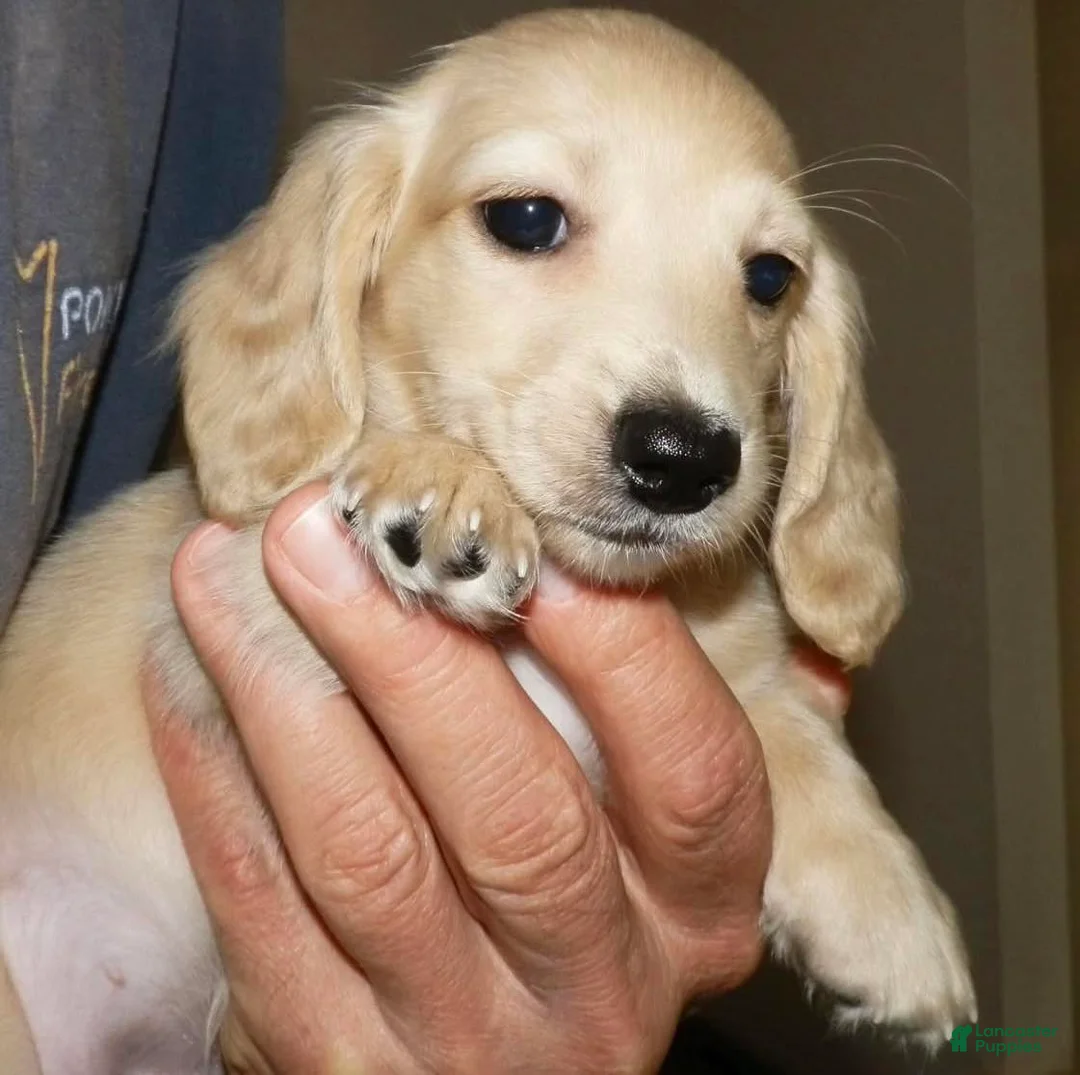 Miniature Dachshund dogs for sale:  Puppy 6 - Ad 2