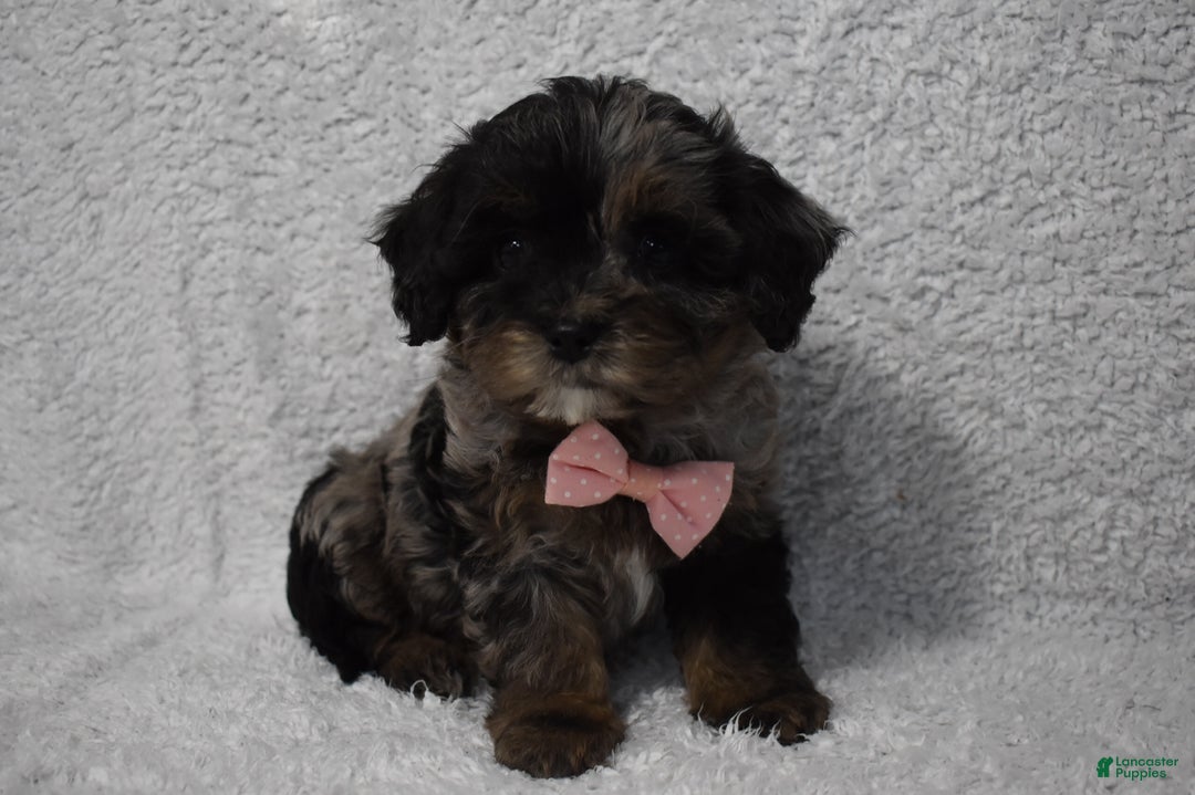 Cavachon dogs for sale: Riley  - Ad 5