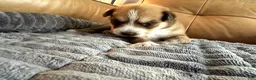 Mixed Breed dogs for sale: Big Blue - Boy - Ad 5