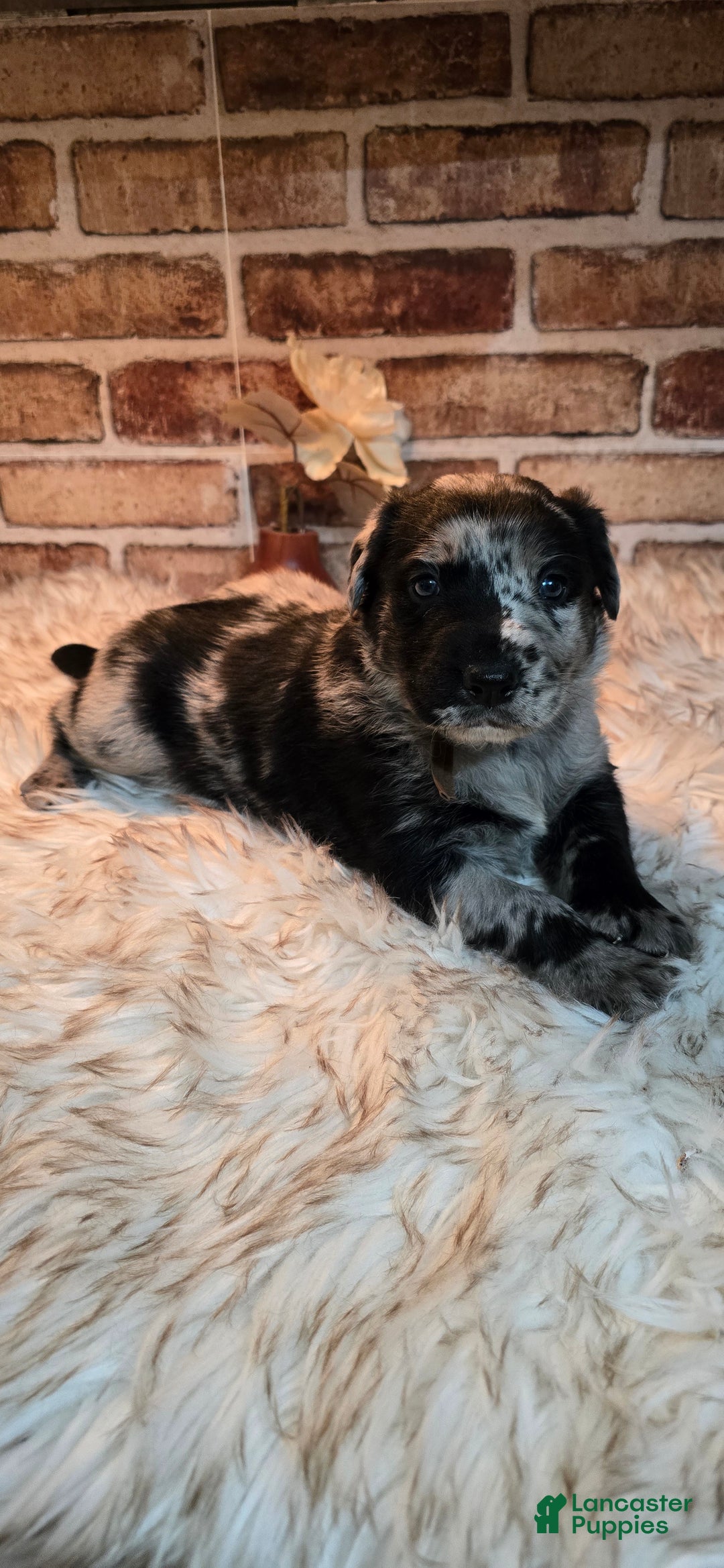 Mixed Breed dogs for sale: Atlas - Ad 6