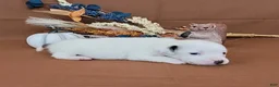 Jack Russell Terrier dogs for sale: Nova purebred JRT - Ad 3