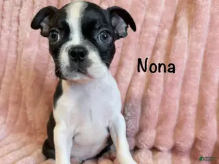 Boston Terrier dogs Nona - Ad 41