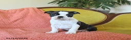 Boston Terrier dogs for sale: Dasher - Ad 4