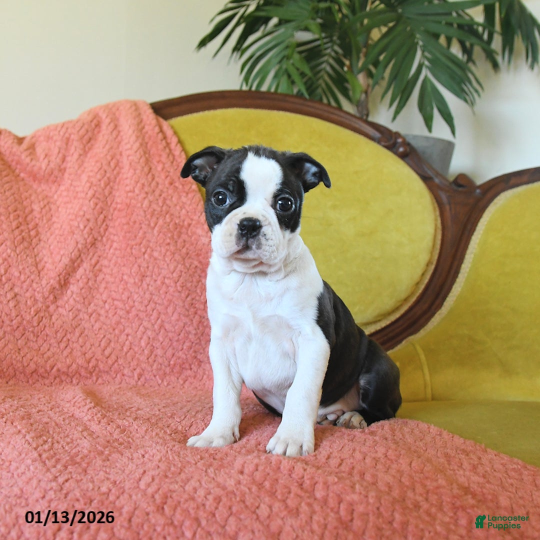 Boston Terrier dogs for sale: Dasher - Ad 4