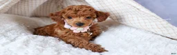Toy Poodle dogs for sale: Tansy  - Ad 2