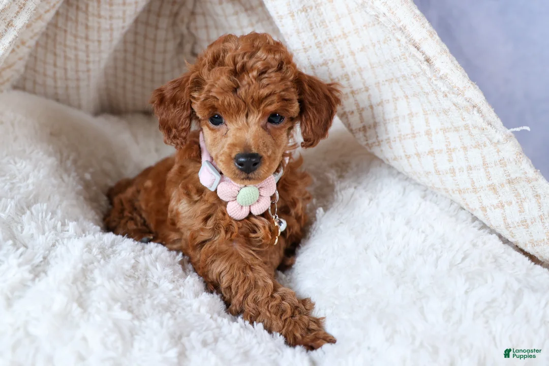 Toy Poodle dogs for sale: Tansy  - Ad 2