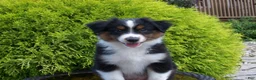 Miniature Australian Shepherd dogs for sale: Alvin - Ad 5