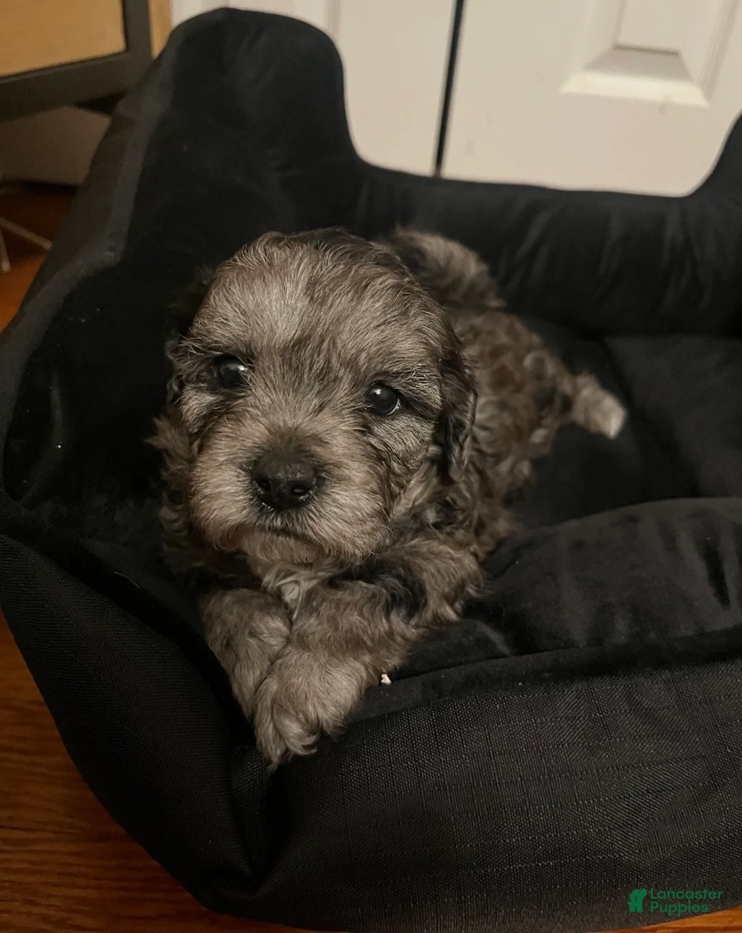 Shihpoo dogs for sale: Shihpoo Puppy 4 Big Mama - Ad 1