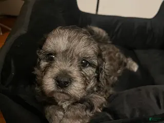 Shihpoo dogs Shihpoo Puppy 4 Big Mama - Ad 2