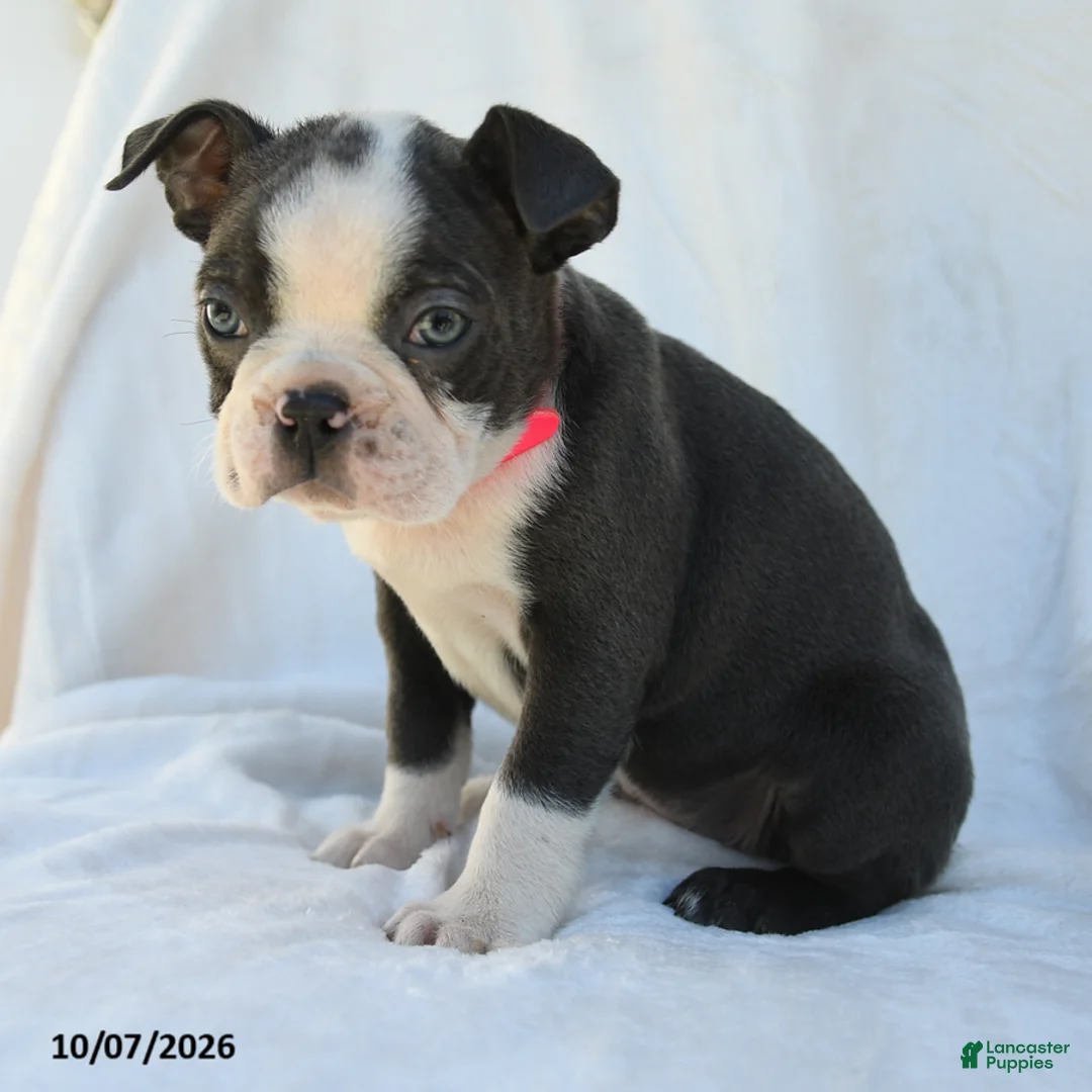 Boston Terrier dogs for sale: Phillip - Ad 2