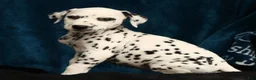 Dalmatian dogs for sale: Kelly - Ad 3