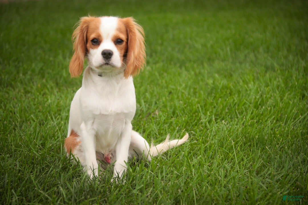 Cavalier King Charles Spaniel dogs Lars - Ad 2