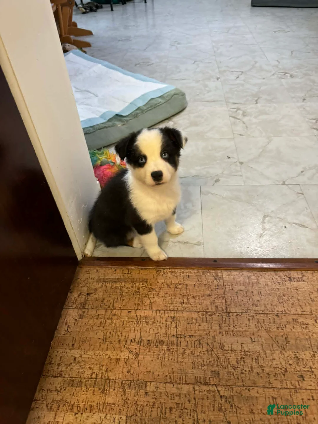 Australian Shepherd dogs for sale: Australian Shepherd 1 - Ad 5