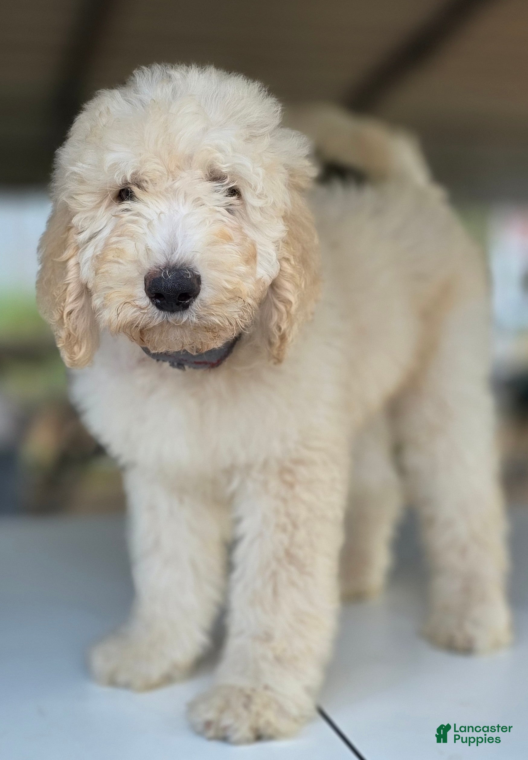 Goldendoodle dogs Tye - Ad 2