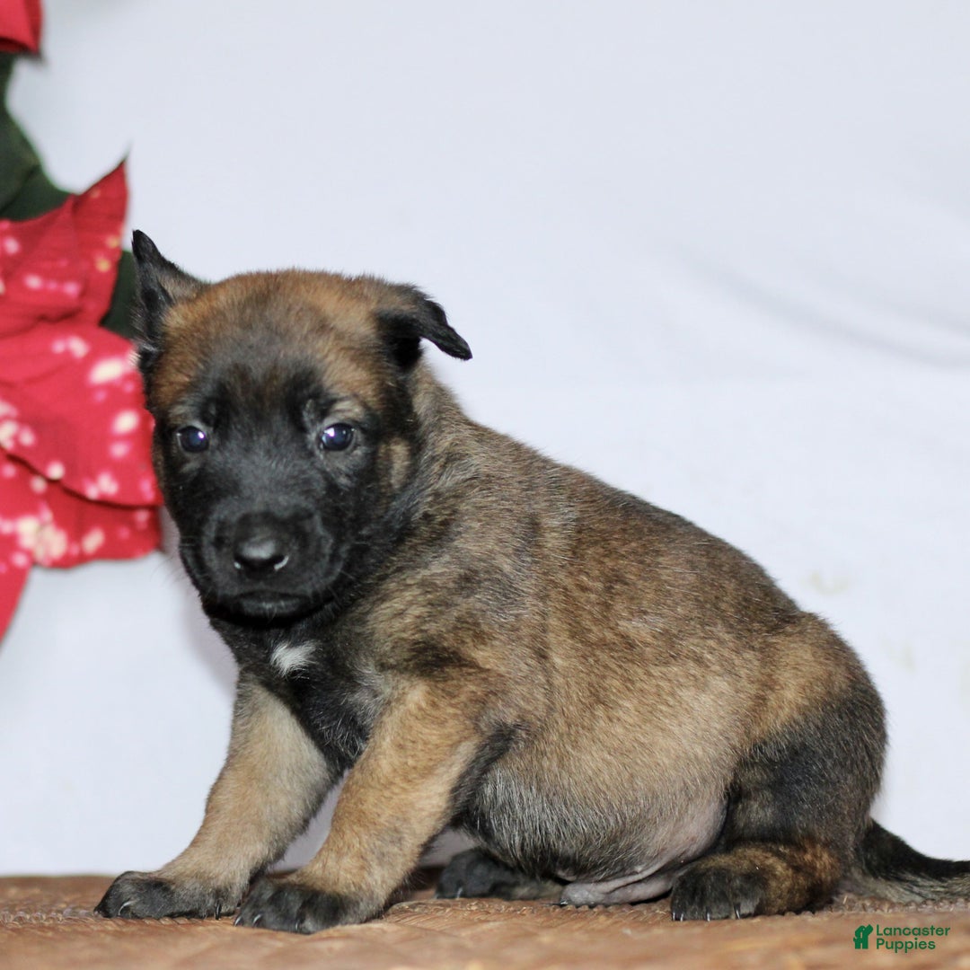 Belgian Malinois dogs for sale: Attacus  - Ad 3