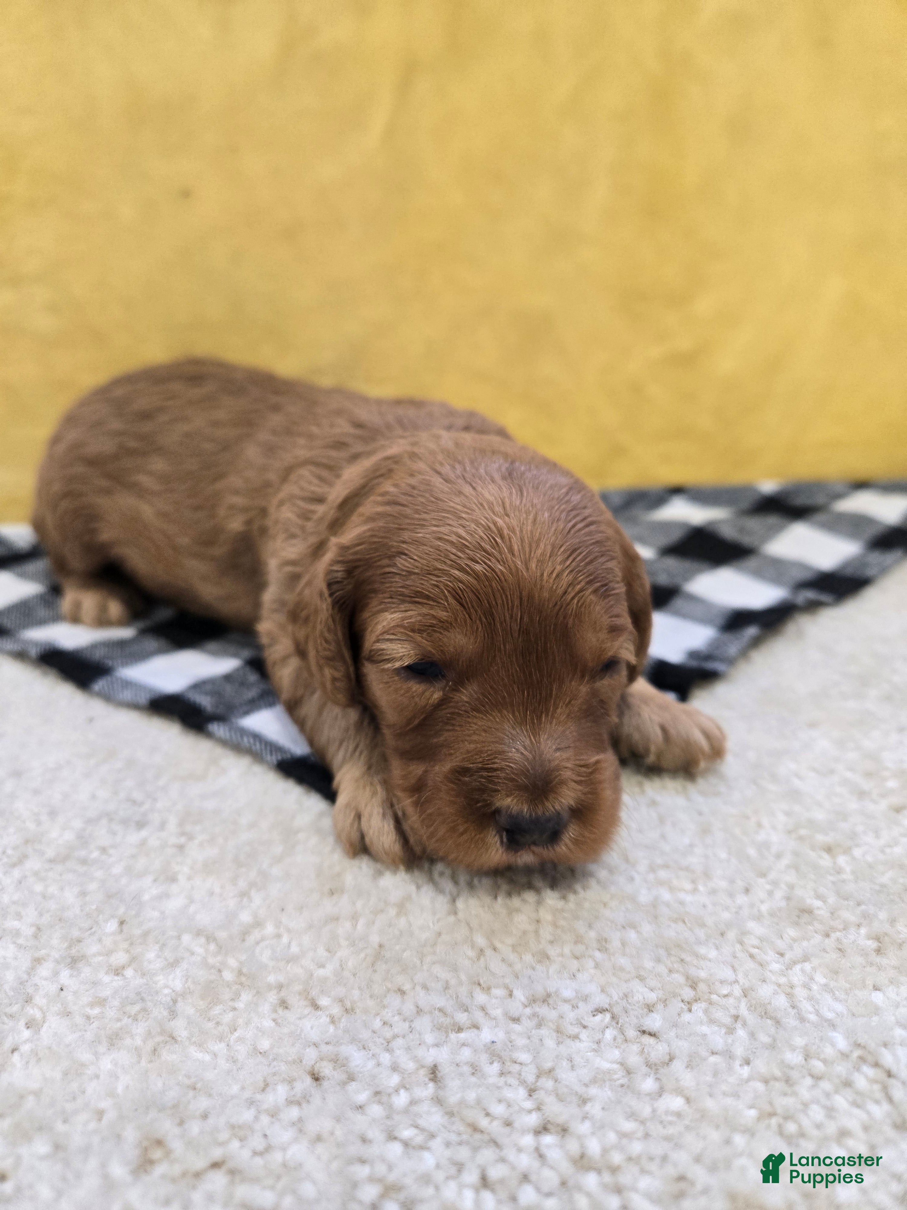 Mini Goldendoodle dogs Cliff - Ad 2