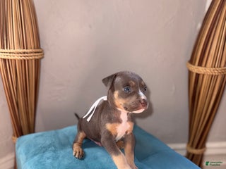 American Pit Bull Terrier dogs - Ad 18