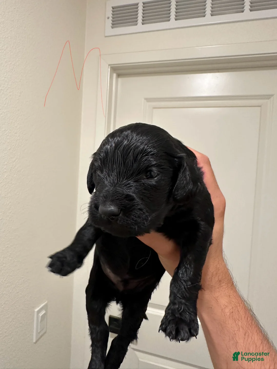 Goldendoodle dogs for sale: Goldendoodle Puppy 5 - Ad 1