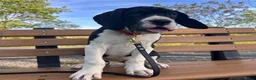 Great Dane dogs for sale: Echo - Ad 1