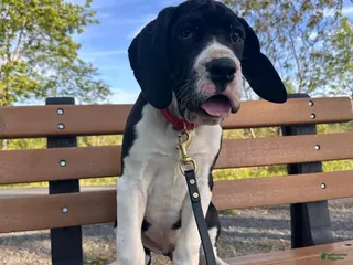 Great Dane dogs Echo - Ad 3