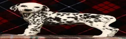 Dalmatian dogs for sale: Nellie - Ad 5