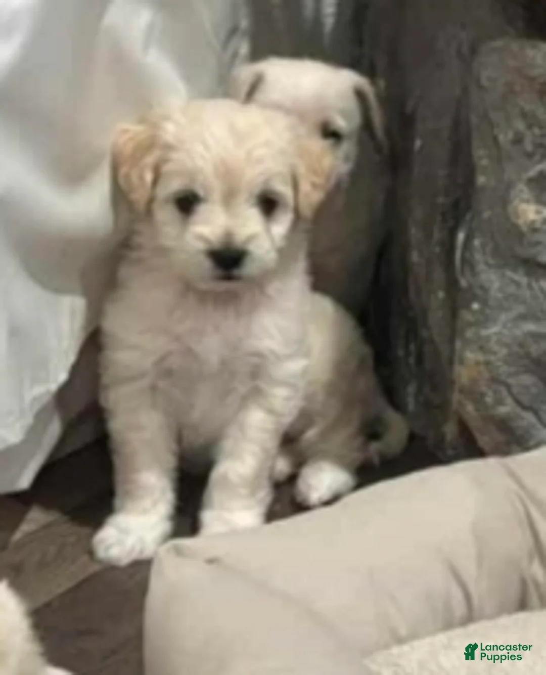Goldendoodle dogs for sale: Goldendoodle "Mini" Puppy 1 - Ad 1