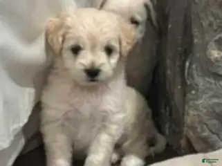 Goldendoodle dogs Goldendoodle "Mini" Puppy 1 - Ad 1