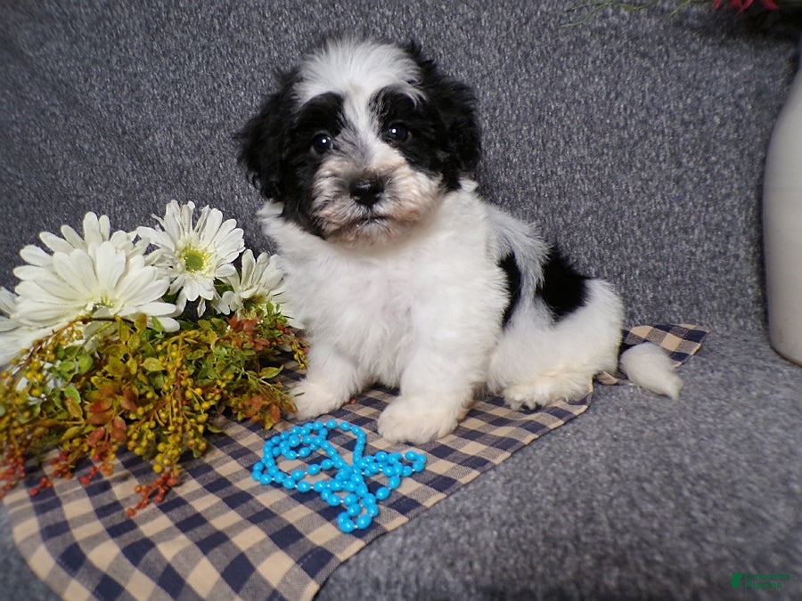 Havanese dogs Kye - Ad 2