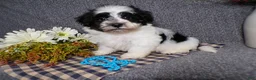 Havanese dogs for sale: Kye - Ad 2