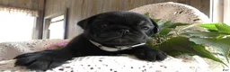 Pug dogs for sale: Pug 4 Megan - Ad 1