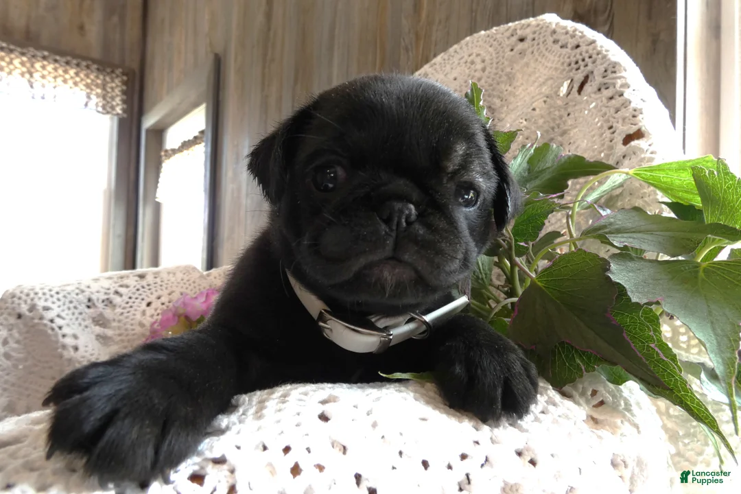 Pug dogs for sale: Pug 4 Megan - Ad 1