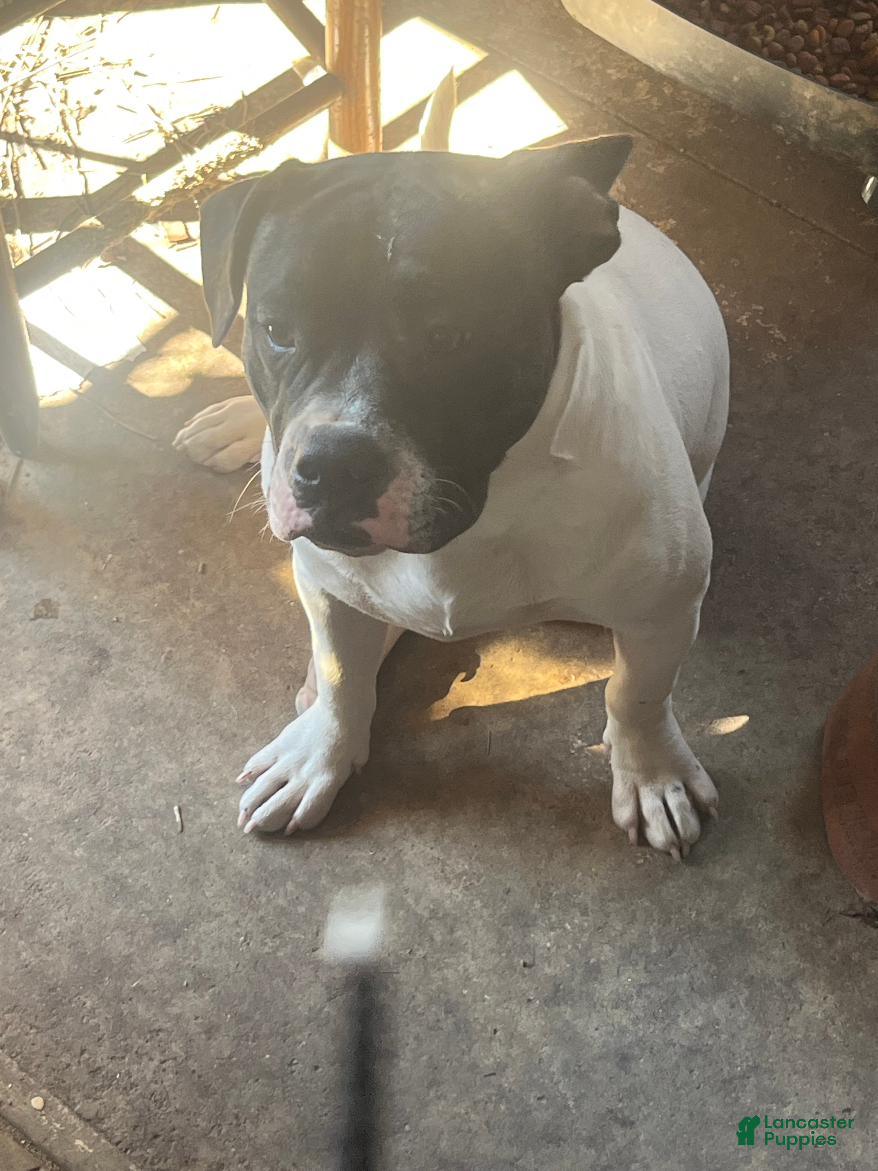 Mixed Breed dogs snoop - Ad 20