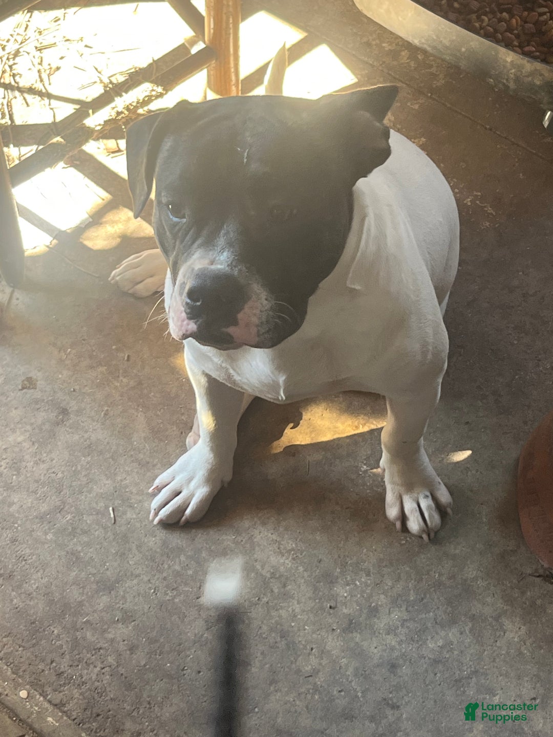 Mixed Breed dogs for sale: snoop - Ad 1