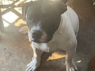 Mixed Breed dogs snoop - Ad 39