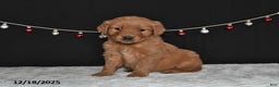 Golden Retriever dogs for sale: Arthur - Ad 3