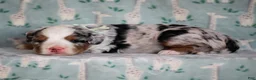 Mini Bernedoodle dogs for sale: Zip - Ad 3