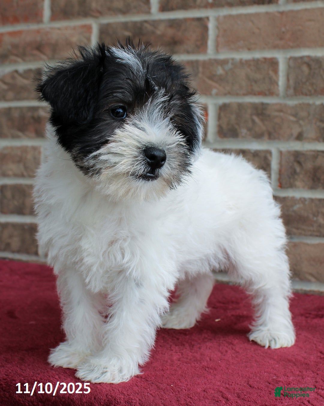 Miniature Schnauzer dogs for sale: Oreo - Ad 2