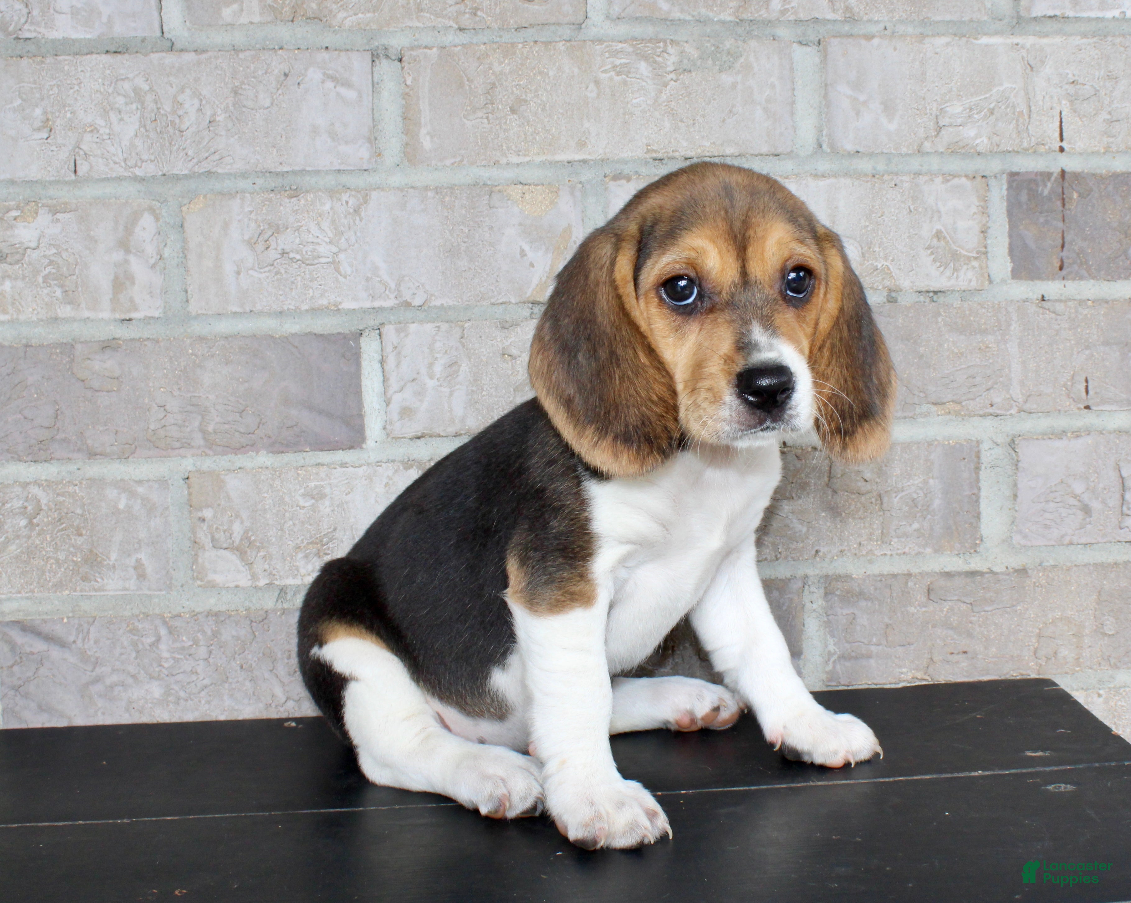 Beagle dogs Beauty - Ad 1