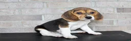 Beagle dogs for sale: Beauty - Ad 1