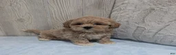 Shihpoo dogs for sale: Lincoln - Ad 3