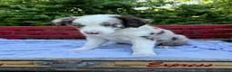 Australian Shepherd dogs for sale: Riley - Ad 2
